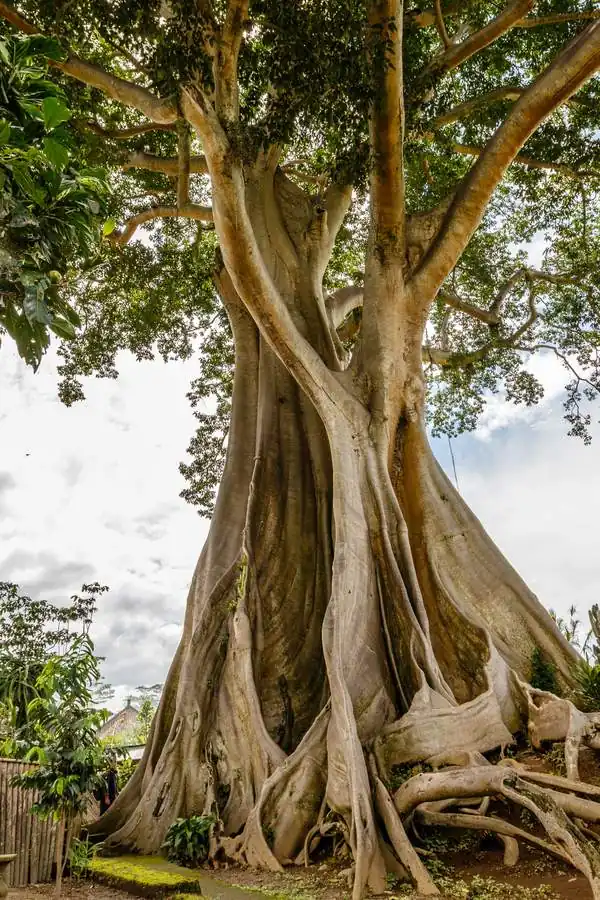 La ceiba, hermana de la Samauma