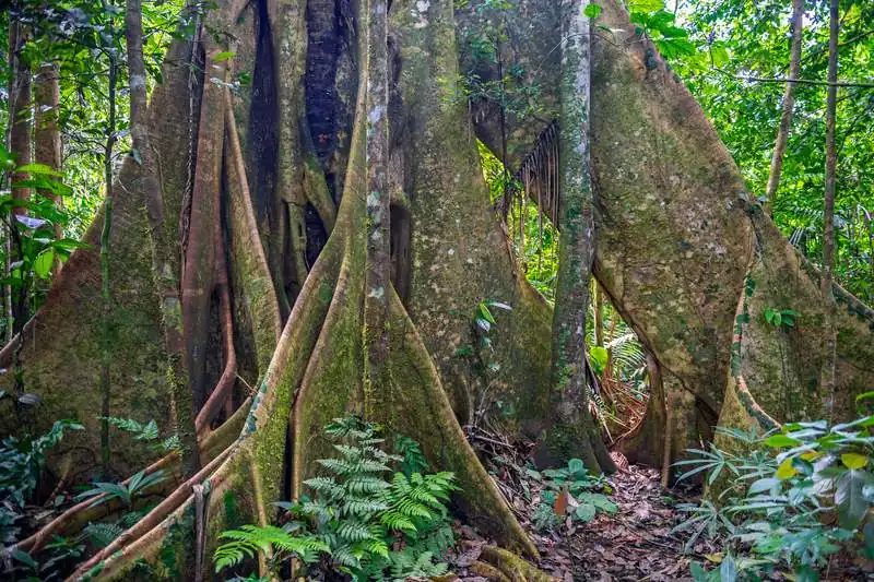 Carbono Vivo