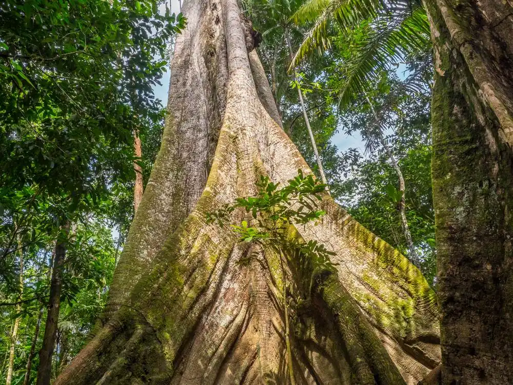 Bosque — Fundación Saumama