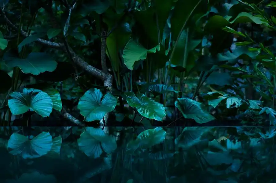 Caquetá